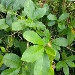 Brunfelsia americana Levél