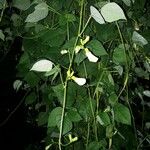 Psophocarpus tetragonolobus Цветок