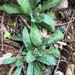 Nonea lutea Leaf