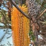 Banksia ericifolia Kvet