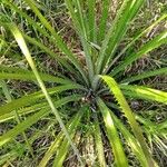 Bromelia pinguin List