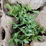 Crithmum maritimum Folio