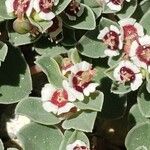 Euphorbia albomarginata Blüte