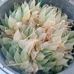 Haworthia cooperi Blatt