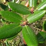 Rhododendron campanulatum Deilen