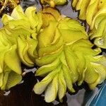Salvinia auriculata 葉