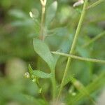 Hornungia procumbens Blatt