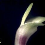 Masdevallia tubuliflora फूल