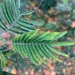 Acacia mearnsii 葉