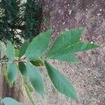 Carya glabra Blad