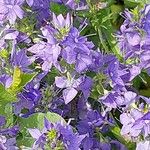 Veronica teucrium Flower