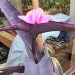 Tradescantia pallida Květ