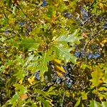 Quercus kelloggii Leaf