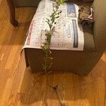 Solidago hispida 葉