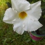 Mandevilla splendens Цветок