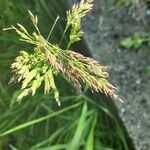 Poa trivialis Flor