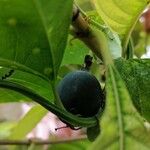Passiflora biflora Fruit