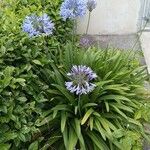 Agapanthus africanus花