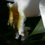 Sobralia chrysostoma Flor