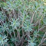 Euphorbia balsamifera List