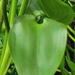 Pontederia cordata Likasa