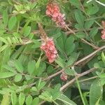 Indigofera hirsuta Λουλούδι