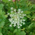 Peucedanum ostruthium Flower