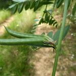 Vicia sativa फल