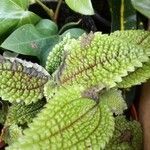 Pilea involucrata Ліст