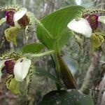 Dendrobium eximium Λουλούδι