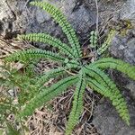 Asplenium adulterinum पत्ता