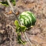 Solanum arundo Плод