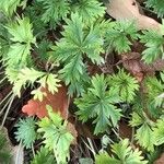 Potentilla argentea Leaf