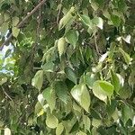 Celtis africana Leaf