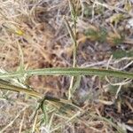 Lactuca viminea Feuille