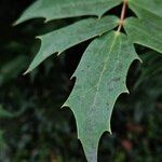 Berberis japonica Folla