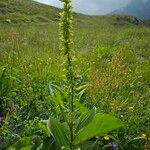 Veratrum lobelianum आदत