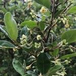 Diospyros whyteana Blomst