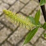 Salix triandra Квітка