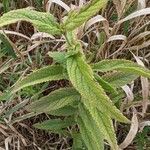 Teucrium canadense Blatt