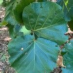 Coccoloba pubescens葉
