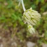 Chardinia orientalis Flower