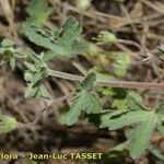 Geranium divaricatum Іншае