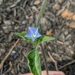 Jacquemontia tamnifolia Blüte