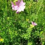 Malva moschata Агульны выгляд