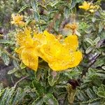 Hypericum balearicum Flor