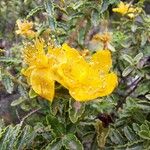 Hypericum balearicum 花