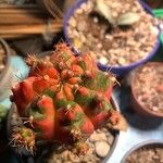 Gymnocalycium anisitsii Hoja