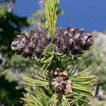 Pinus albicaulis ᱡᱚ