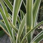 Dianella ensifoliaFeuille